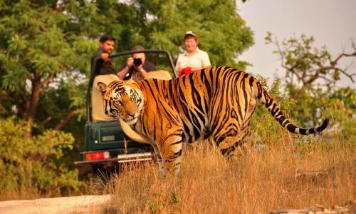 Safari Holidays